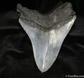 Big, Bad, Serrated inch Megalodon Tooth #685-2